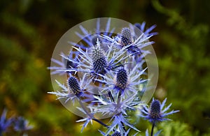 Sea Holly