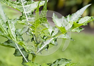 Sea holly