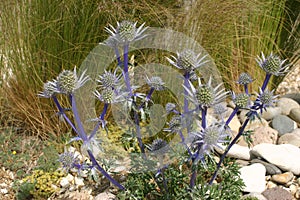 Sea holly