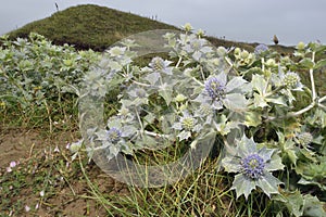 Sea Holly