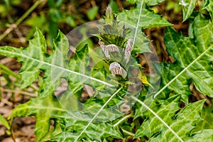 Sea holly or Acanthus ebracteatus, a herbal plant for use as alt