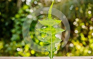 Sea holly or Acanthus ebracteatus, a herbal plant for use as alt