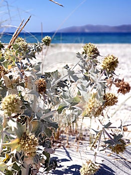 Sea holly on the beach. Eryngium maritimum. Sea and plant background.