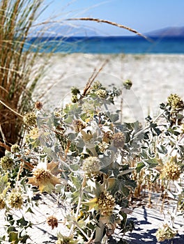 Sea holly on the beach. Eryngium maritimum. Sea and plant background.