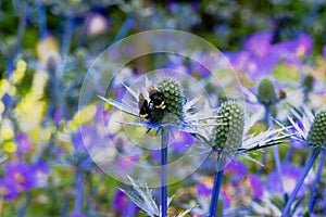 Sea Holly Blue Eryngium Thistle in Garden with Bumblebee