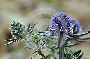 Sea Holly Blue Eryngo