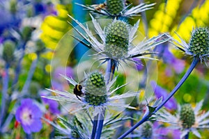 Sea Holly Blue Thistle with Bumblebee and Yellow Background