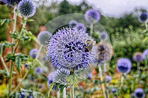 Sea Holly Eryngium with bee