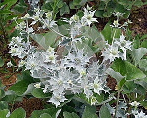 Sea holly, Eryngium maritimum