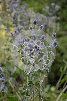 Sea Holly Eryngium palmatum, plants with metallic-blue flower