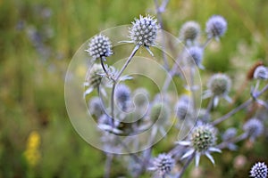 Sea Holly Eryngium purple-blue plant in the summer meadow