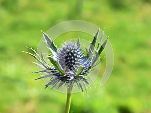 Sea holly eryngium thorny flower on green background