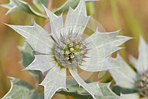 Sea Holly flower