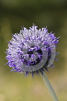 Sea holly flower