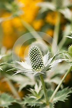 Sea Holly Flower with Yellow Background