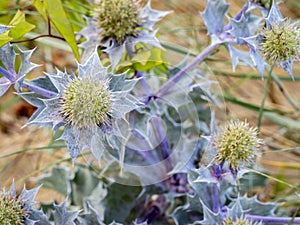 sea holly flowers (Eryngium maritimum) with blurred background