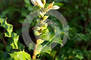 Sea holly fruit with sunlight in nature.