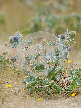 A sea holly growing on sand dunes in France