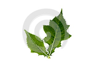 Sea holly Leaf white background in studio