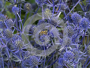 Sea Holly