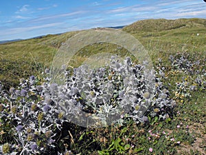 Sea Holly on sand dunes