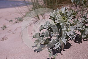 Sea holly on a sandy dune in Greece