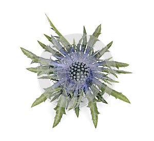 Sea holly thistles