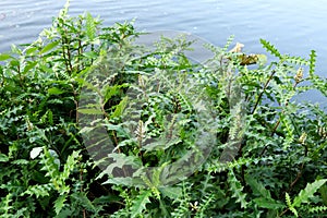 Sea holly trees.