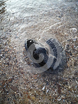 Sea Holothuroidea photo