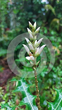 Sea holy, Acanthus ebracteatus white flower buds, young fruit and leaves with forest background