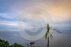 Sea and horizon and tatty cabbage tree photo