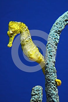 Sea Horse