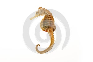 Sea horse