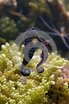 Sea Horse