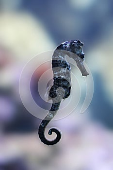 Sea horse