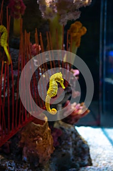 Sea horse in aquarium. These seahorses live in the warm seas around Indonesia, Philippines and Malaysia