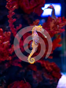 Sea horse in aquarium. These seahorses live in the warm seas around Indonesia, Philippines and Malaysia