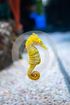 Sea horse in aquarium. These seahorses live in the warm seas around Indonesia, Philippines and Malaysia photo