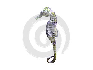 sea horse beautiful exotic tropical sea fish and snapper fish on white