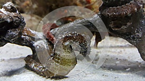 Sea horse closeup