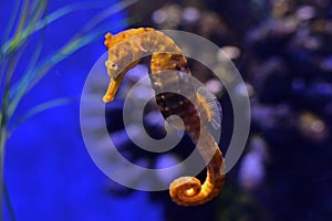 Sea Horse