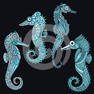 Sea horse illustration
