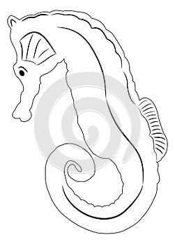 Sea horse illustration clean lines