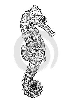 Sea horse illustration, drawing, engraving, ink, line art, vector