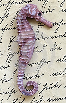 Sea horse on letter