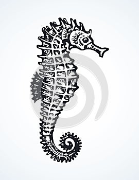 Sea Horse. Vector drawing