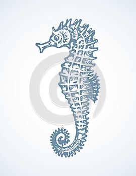 Sea Horse. Vector drawing