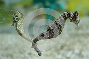 Sea horses couple with intertwined tails. Very romantic