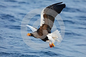 Sea hunter. Eagle flying above the sea. Beautiful Steller`s sea eagle, Haliaeetus pelagicus, flying bird of prey, with blue sea wa