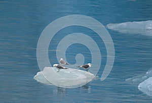 Sea ice and and glacier of Tracey Arm Alaska